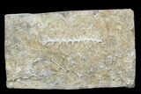 Archimedes Screw Bryozoan Fossil - Alabama #178201-1
